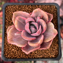 Graptoveria 'Mrs. Richards' Variegated 2" Succulent Plant