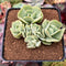 Echeveria ‘Mocha’ Variegated 3" Cluster Succulent Plant