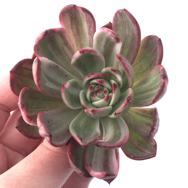 Echeveria Agavoides 'Star Boss' Variegated 4" Succulent Plant