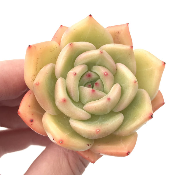 Echeveria 'White Champagne' 2" Rare Succulent Plant