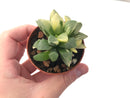 Haworthia 'Heidelbergensis' Variegated Cluster 3" Succulent Plant