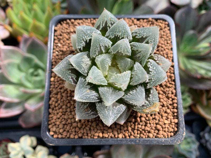 Haworthia sp. 2" Succulent Plant