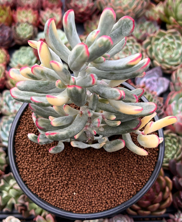 Cotyledon 'Orbiculata' Variegated 4"-5" Large Cluster Succulent Plant