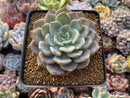 Echeveria 'Fiona' Variegated 3" Succulent Plant