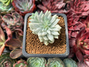 Sedeveria cv 'Supar Brow' Variegated 1" Succulent Plant