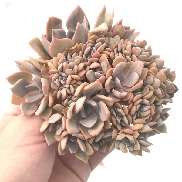 Graptoveria 'Debbie' Crested 5"-6" Rare Succulent Plant