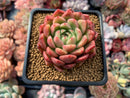 Echeveria Agavoides sp. 2"-3" Succulent Plant