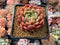 Echeveria Agavoides sp. 2"-3" Succulent Plant