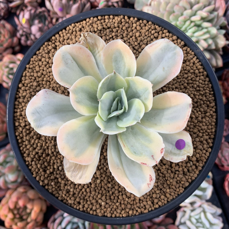 Echeveria 'Japan Moon River' Variegated 3"-4" Succulent Plant