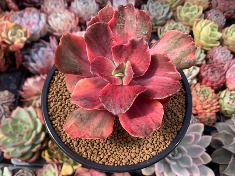 Echeveria 'Frill' sp. Variegated 6" Specimen Succulent Plant