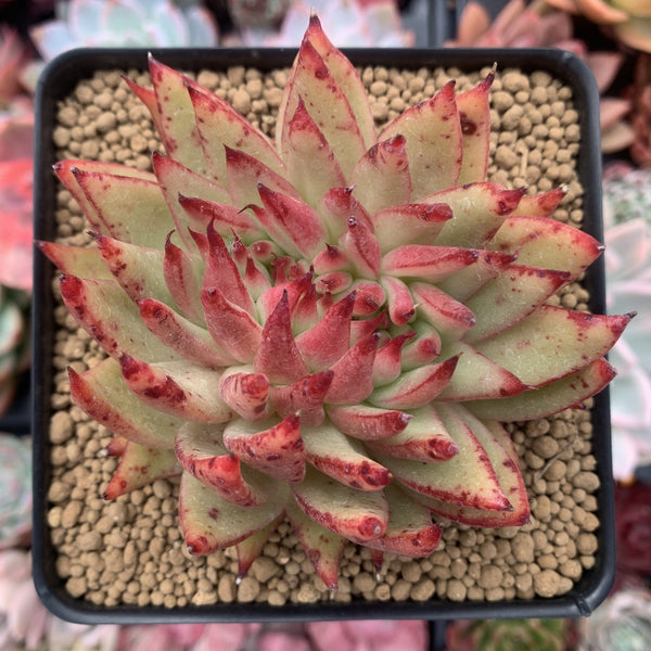 Echeveria Agavoides 'Challenger' Crested 4"-5" Succulent Plant