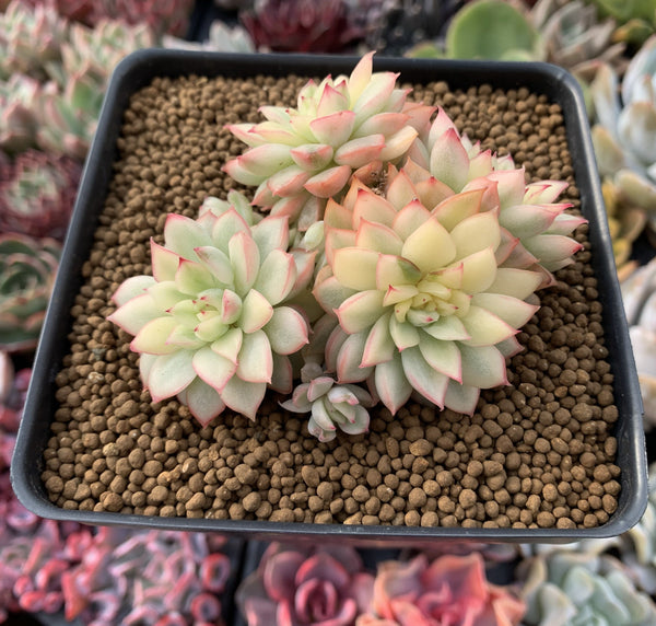 Echeveria 'Mebina' Variegated 4" Cluster Succulent Plant