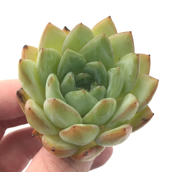 Echeveria 'Snow Queen' 2" Rare Succulent Plant