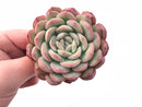 Echeveria ‘Yusuke’ 4" Rare Succulent Plant