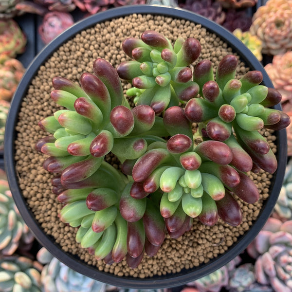 Sedum 'Rubrotinctum' Cluster 4" Succulent Plant