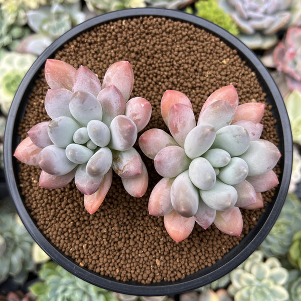 Pachyphytum 'Deokman' 3" Powdery Succulent Plant