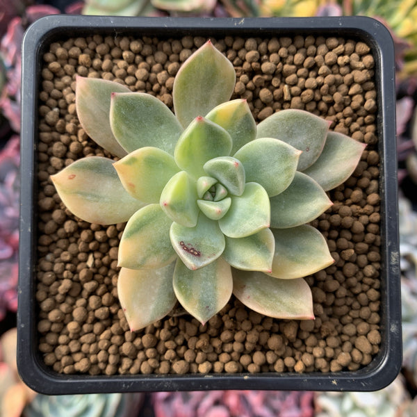 Graptoveria 'Pretty in Pink' Variegated 3" Succulent Plant