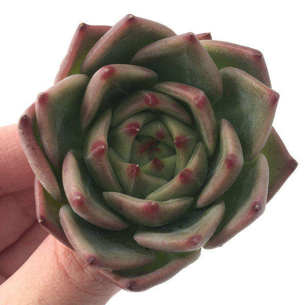 Echeveria Agavoides 'Derenceana' 3" Succulent Plant