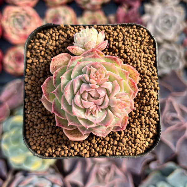 Echeveria sp. 2" Succulent Plant