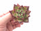 Echeveria Agavoides Montana 2” Rare Succulent Plant