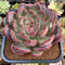 Echeveria 'Glam Pink' 6" Extremely LARGE Succulent Plant