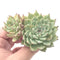 Echeveria 'Zaragosa' Cluster 3" Succulent Plant