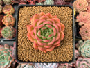 Echeveria Agavoides 'Michelo' 3" Succulent Plant