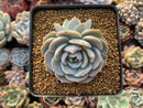 Echeveria 'White One' 3” Powdery Succulent Plant