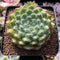 Echeveria 'Abiyu' 2" Setosa Hybrid Succulent Plant