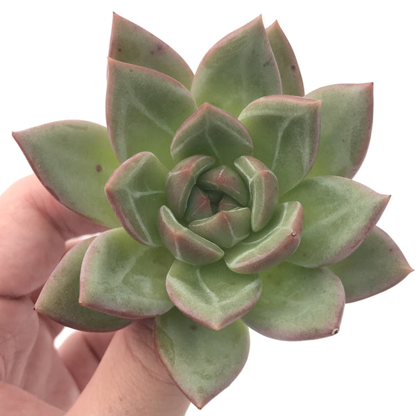 Echeveria Agavoides 'White Champaign' 4" Succulent Plant