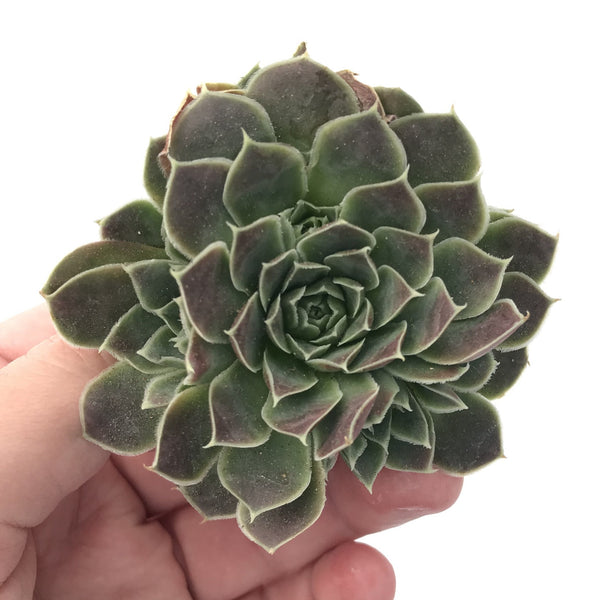 Sempervivum sp. Cluster 3" Rare Succulent Plant