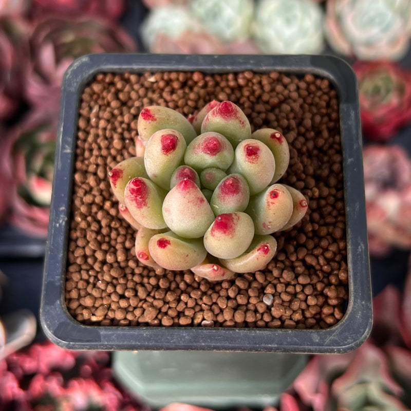 Pachyphytum 'Yeonji' 1" Succulent Plant