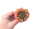 Echeveria Agavoides 'Pink Maria' 2"-3" Succulent Plant