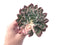 Echeveria 'Bradburiana' Variegated 4"-5" Succulent Plant