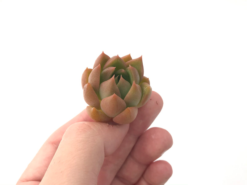 Echeveria Agavoides 'Chimera' 2" Succulent Plant