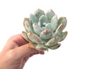 Echeveria 'Ivory' 4" Powdery Succulent Plant