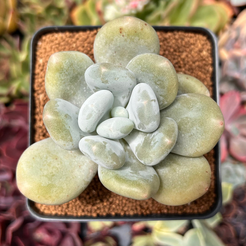 Pachyphytum 'Bracteosum' 2"-3" Succulent Plant