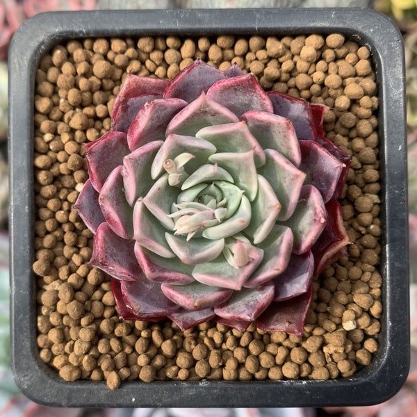 Echeveria 'Amanda' 3" Succulent Plant