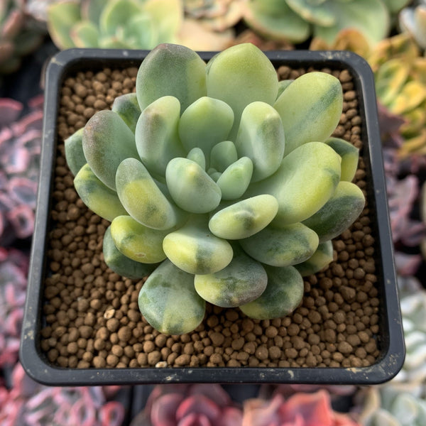 Pachyveria 'Walth' Variegated 3" Very Rare Succulent Plant