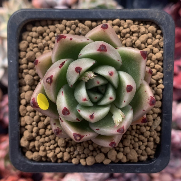 Echeveria Agavoides 'Kobane' 1" Succulent Plant