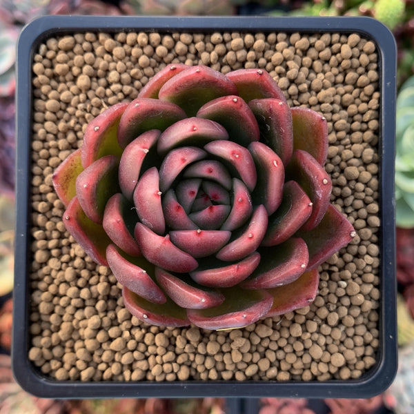 Echeveria Agavoides 'Cagliari' 1" Succulent Plant