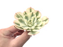 Echeveria 'Compton Carousel' Variegated 3" Succulent Plant