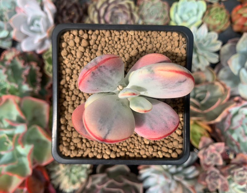 Cotyledon 'Orbiculata' Variegated 2" Succulent Plant