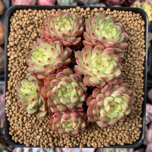 Echeveria 'Miniouhikou' 5" Cluster Succulent Plant