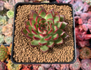 Echeveria Agavoides 'Arcane' 2" Succulent Plant