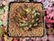 Echeveria Agavoides 'Arcane' 2" Succulent Plant