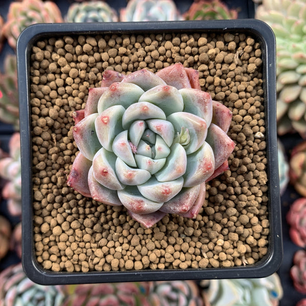 Echeveria 'Ice-burg' 2" Powdery Succulent Plant