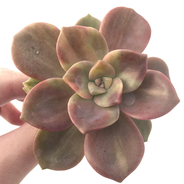 Graptopetalum Purple Delight Variegated 3"-4" Rare Succulent Plant