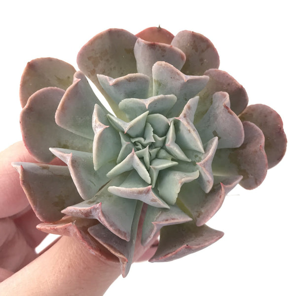 Echeveria 'Swan Lake' 3"-4" Succulent Plant