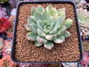 Echeveria 'Brit Ceramic' Variegated 3"-4" Succulent Plant